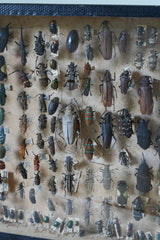 A 19th Century Cased Entomology Study