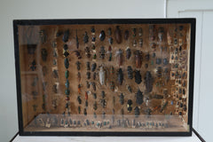 A 19th Century Cased Entomology Study