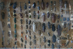 A 19th Century Cased Entomology Study