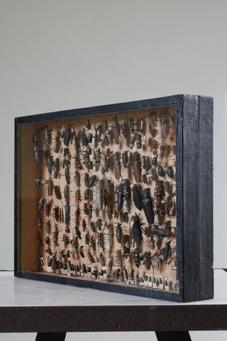 A 19th Century Cased Entomology Study