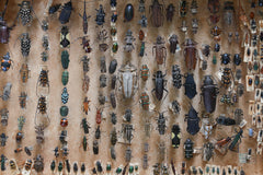 A 19th Century Cased Entomology Study