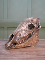 A 19th Century Veterinary Surgeons Pony Skull