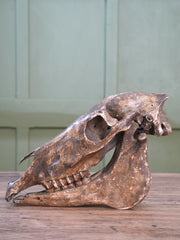 A 19th Century Veterinary Surgeons Pony Skull