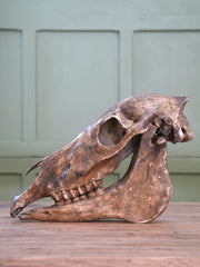 A 19th Century Veterinary Surgeons Pony Skull