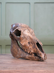 A 19th Century Veterinary Surgeons Pony Skull