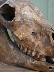 A 19th Century Veterinary Surgeons Pony Skull