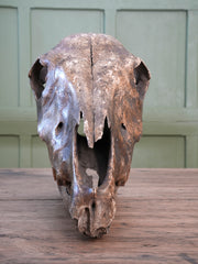 A 19th Century Veterinary Surgeons Pony Skull