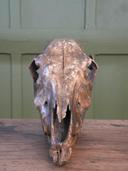 A 19th Century Veterinary Surgeons Pony Skull