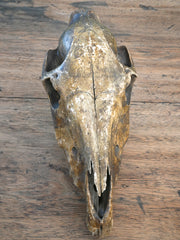 A 19th Century Veterinary Surgeons Pony Skull