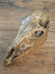 A 19th Century Veterinary Surgeons Pony Skull