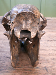 A 19th Century Veterinary Surgeons Pony Skull