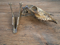 A 19th Century Veterinary Surgeons Pony Skull