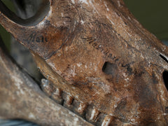 A 19th Century Veterinary Surgeons Pony Skull