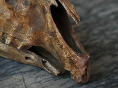 A 19th Century Veterinary Surgeons Pony Skull