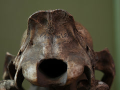 A 19th Century Veterinary Surgeons Pony Skull