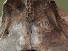 A 19th Century Veterinary Surgeons Pony Skull