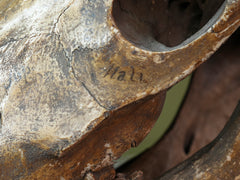 A 19th Century Veterinary Surgeons Pony Skull