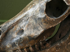 A 19th Century Veterinary Surgeons Pony Skull