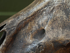 A 19th Century Veterinary Surgeons Pony Skull