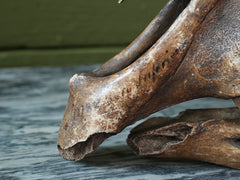 A 19th Century Veterinary Surgeons Pony Skull