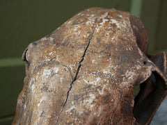 A 19th Century Veterinary Surgeons Pony Skull