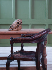 A 19th Century Veterinary Surgeons Pony Skull