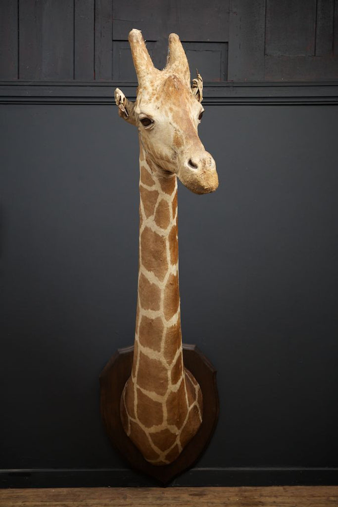 Roland Ward Giraffe