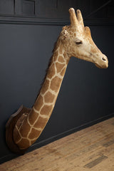 Roland Ward Giraffe