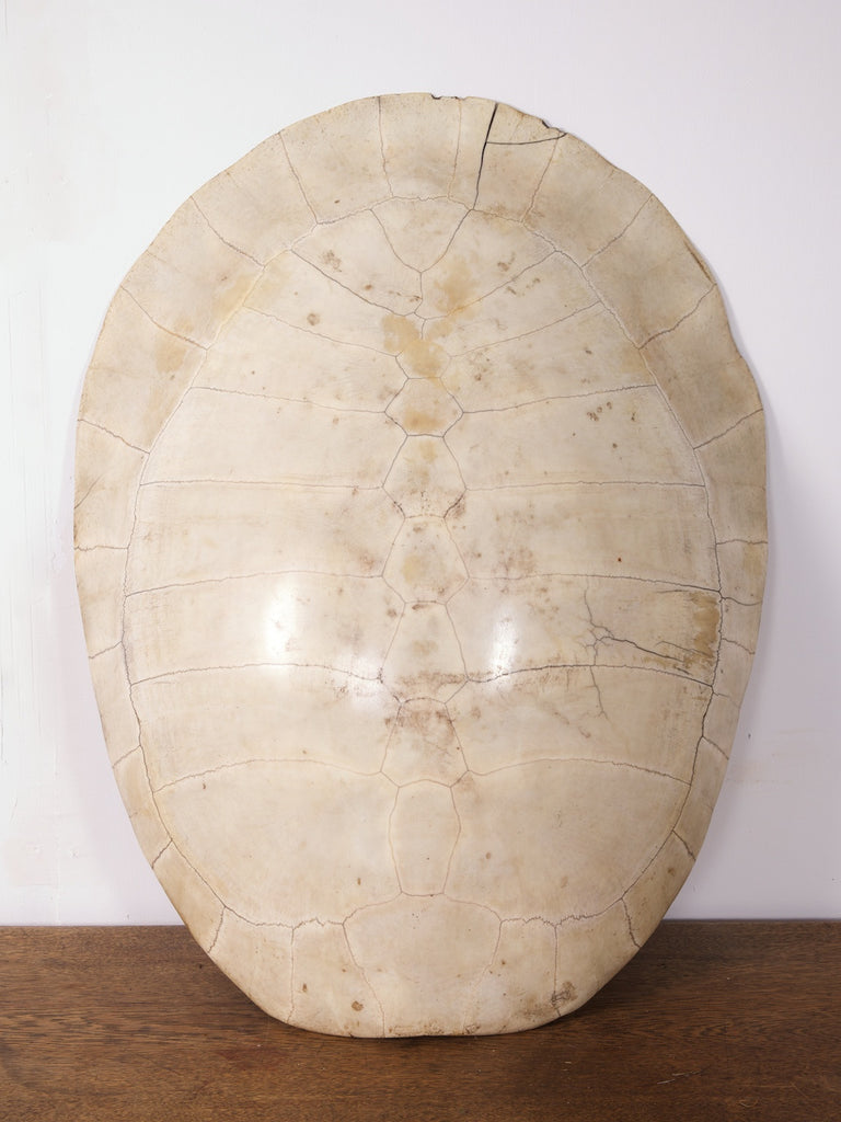 Albino Turtle Shell