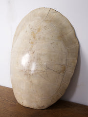 Albino Turtle Shell