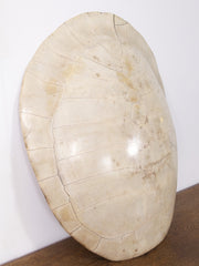 Albino Turtle Shell