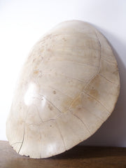 Albino Turtle Shell