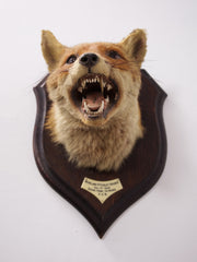 Taxidermy Fox