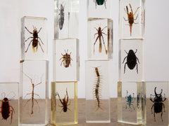 Insect Collection