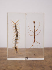 Insect Collection