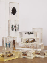 Insect Collection