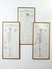 Framed Acupuncture Charts