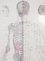 Framed Acupuncture Charts