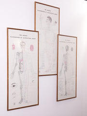 Framed Acupuncture Charts