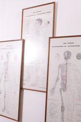 Framed Acupuncture Charts